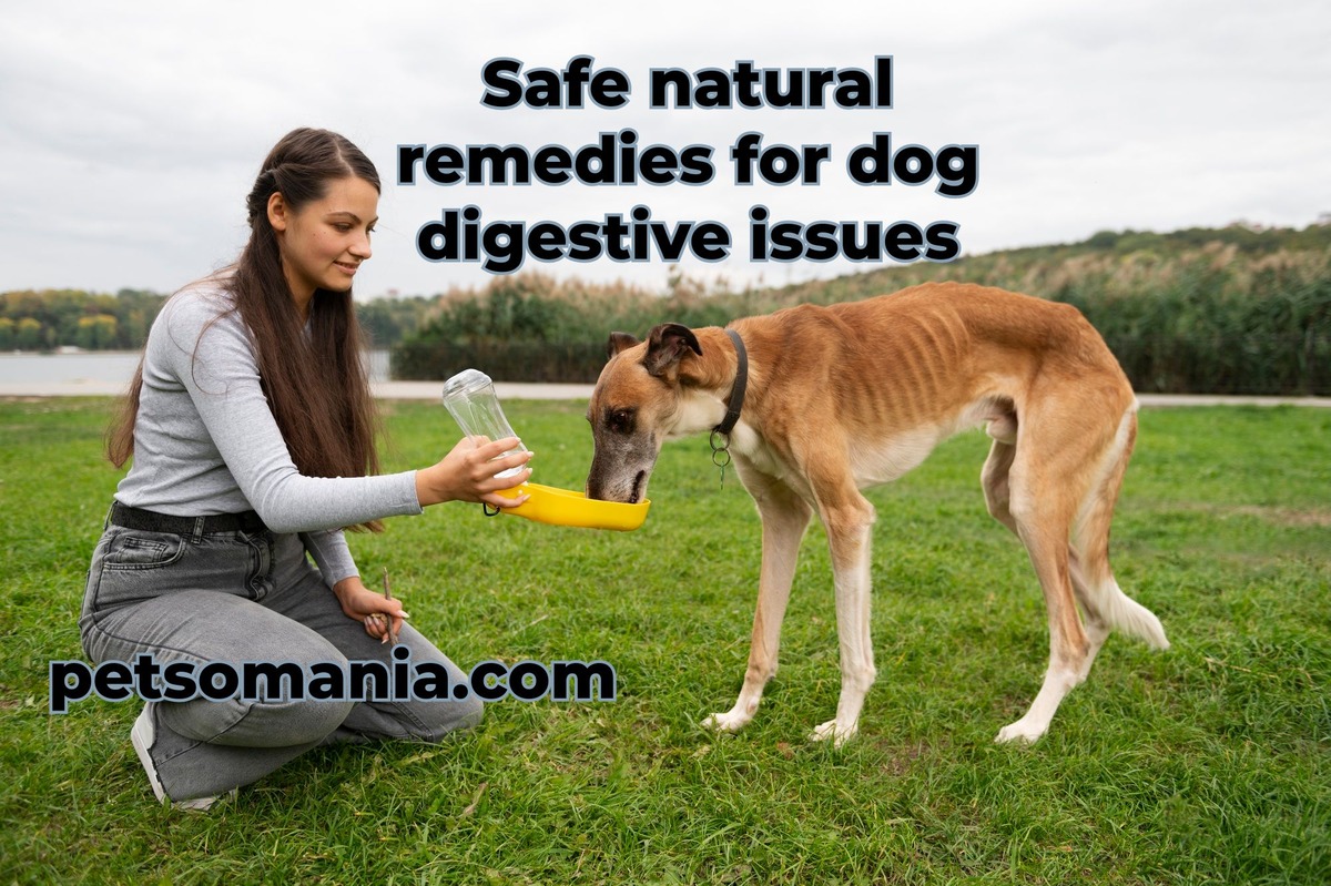 Safe natural remedies for dog digestive issues: home remedies for dog help your dog upset stomach