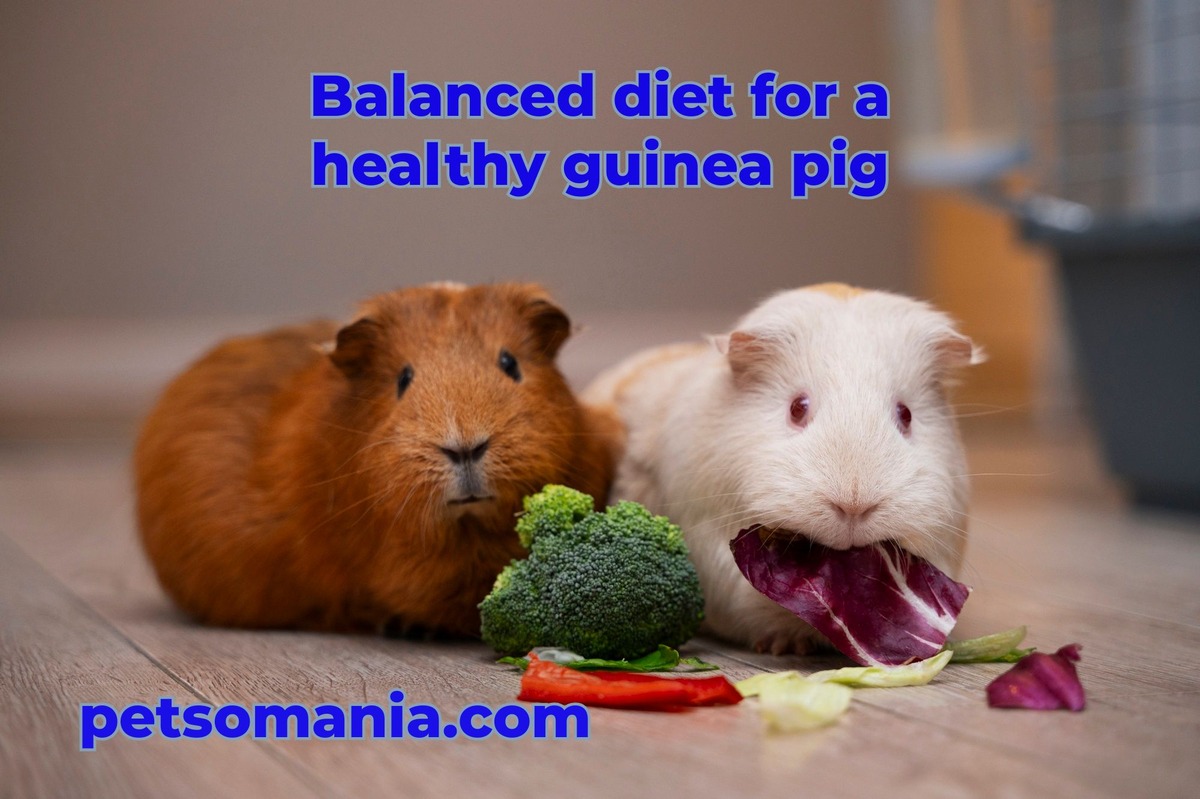 Balanced diet for a healthy guinea pig: guinea pig diet and guinea pigs eat