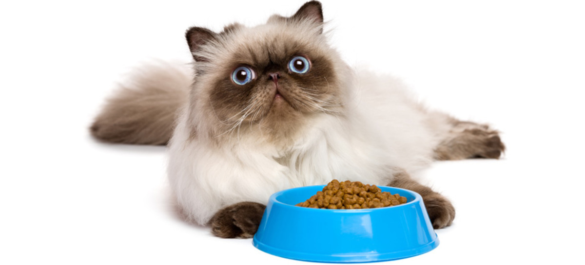 Best Hypoallergenic Cat Food: Reviews and Recommendations