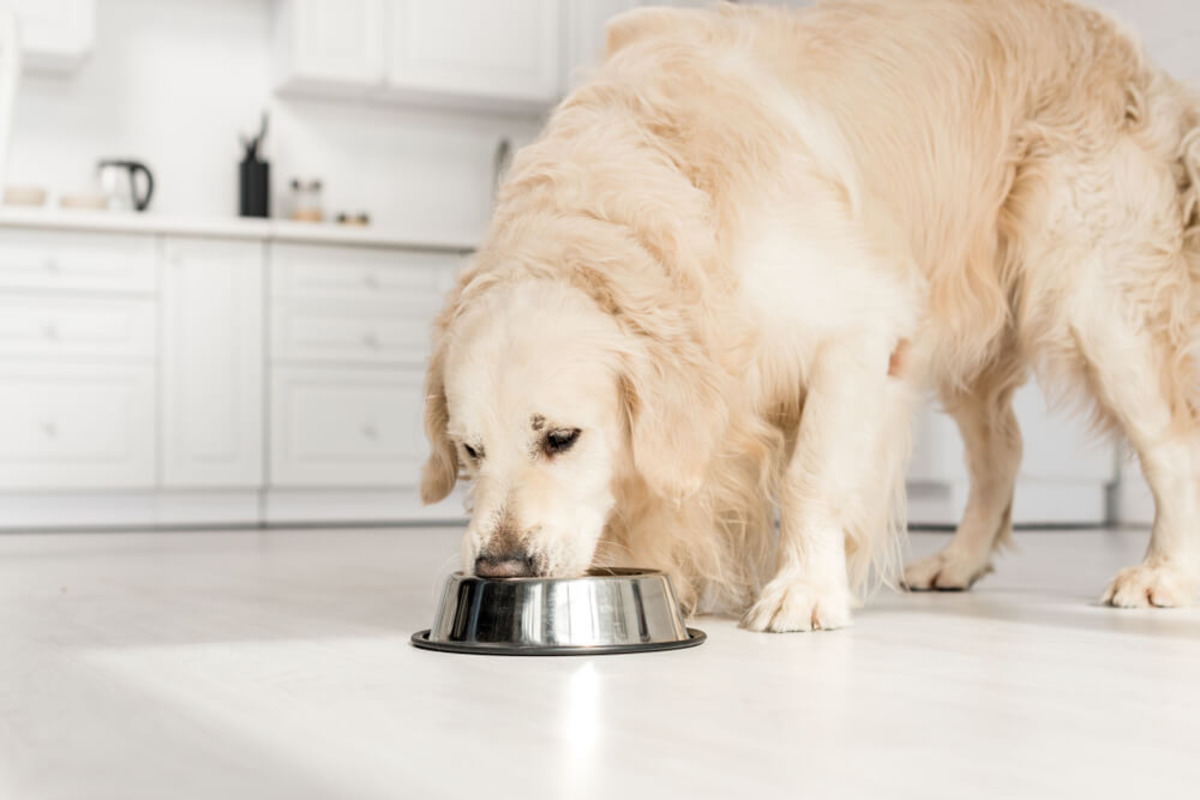 Best Senior Dog Food: Meeting the Dietary Needs of You