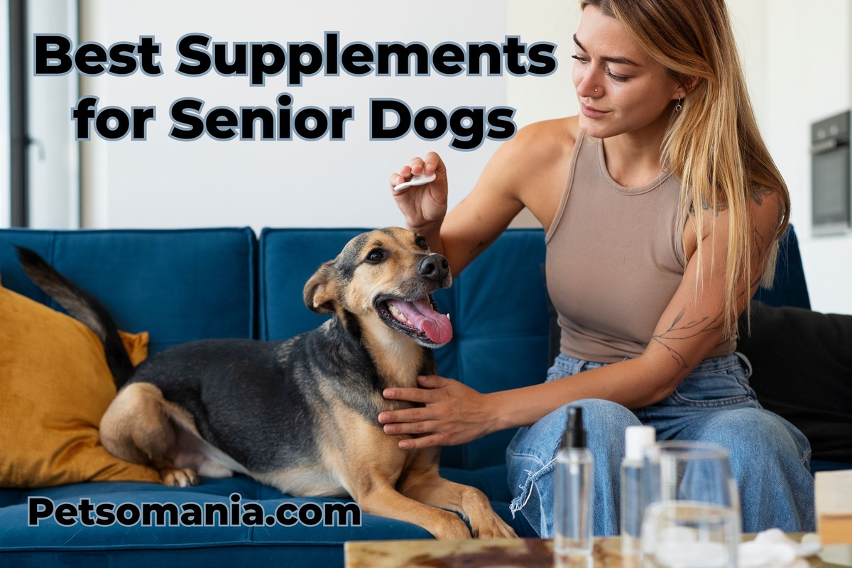 Best Supplements for Senior Dogs: Enhancing Your Dog Health
