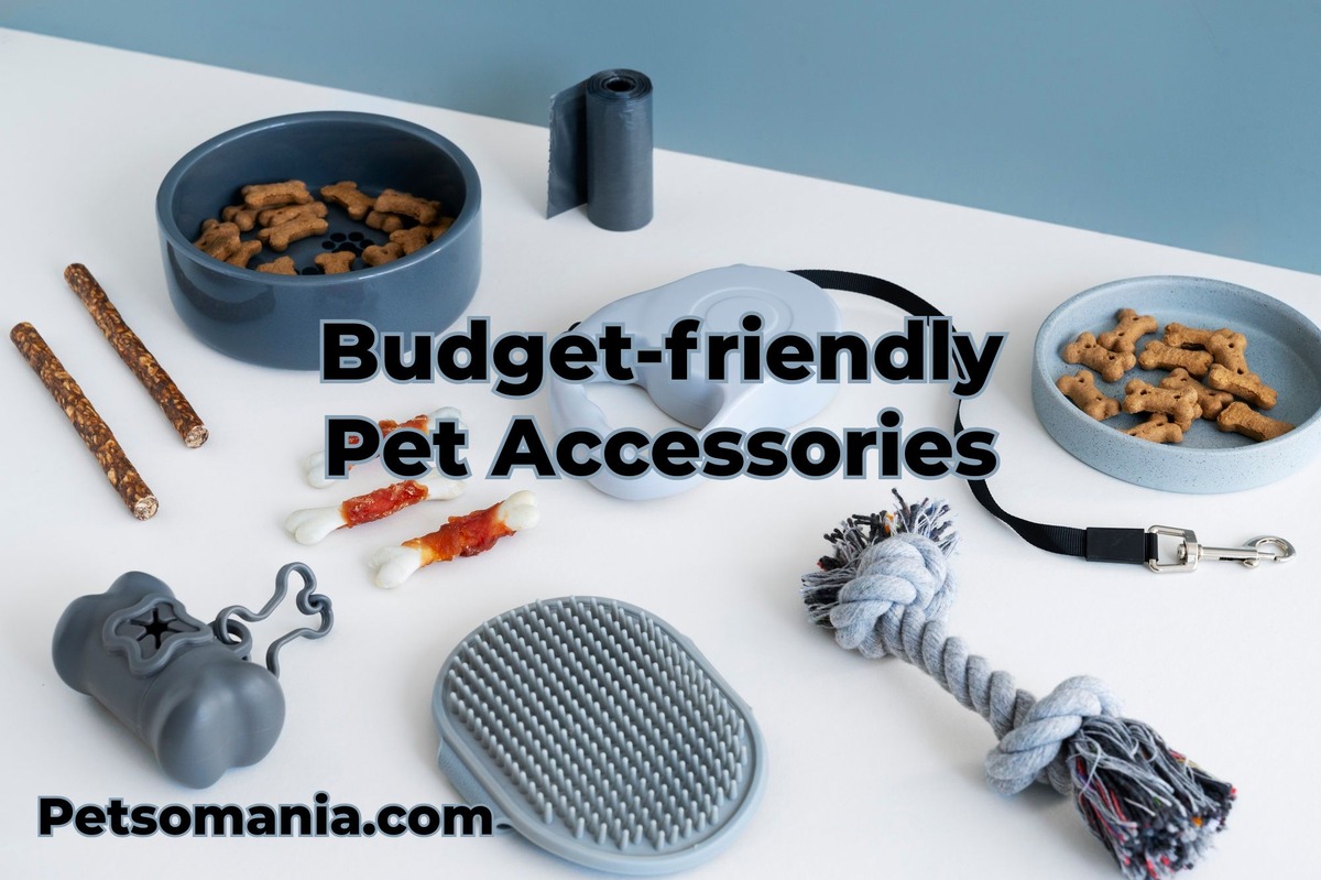 Budget-friendly Pet Accessories: Top Tips for Pet Owners