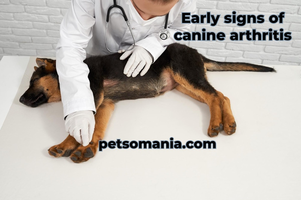 Early signs of canine arthritis: sign of arthritis in dogs