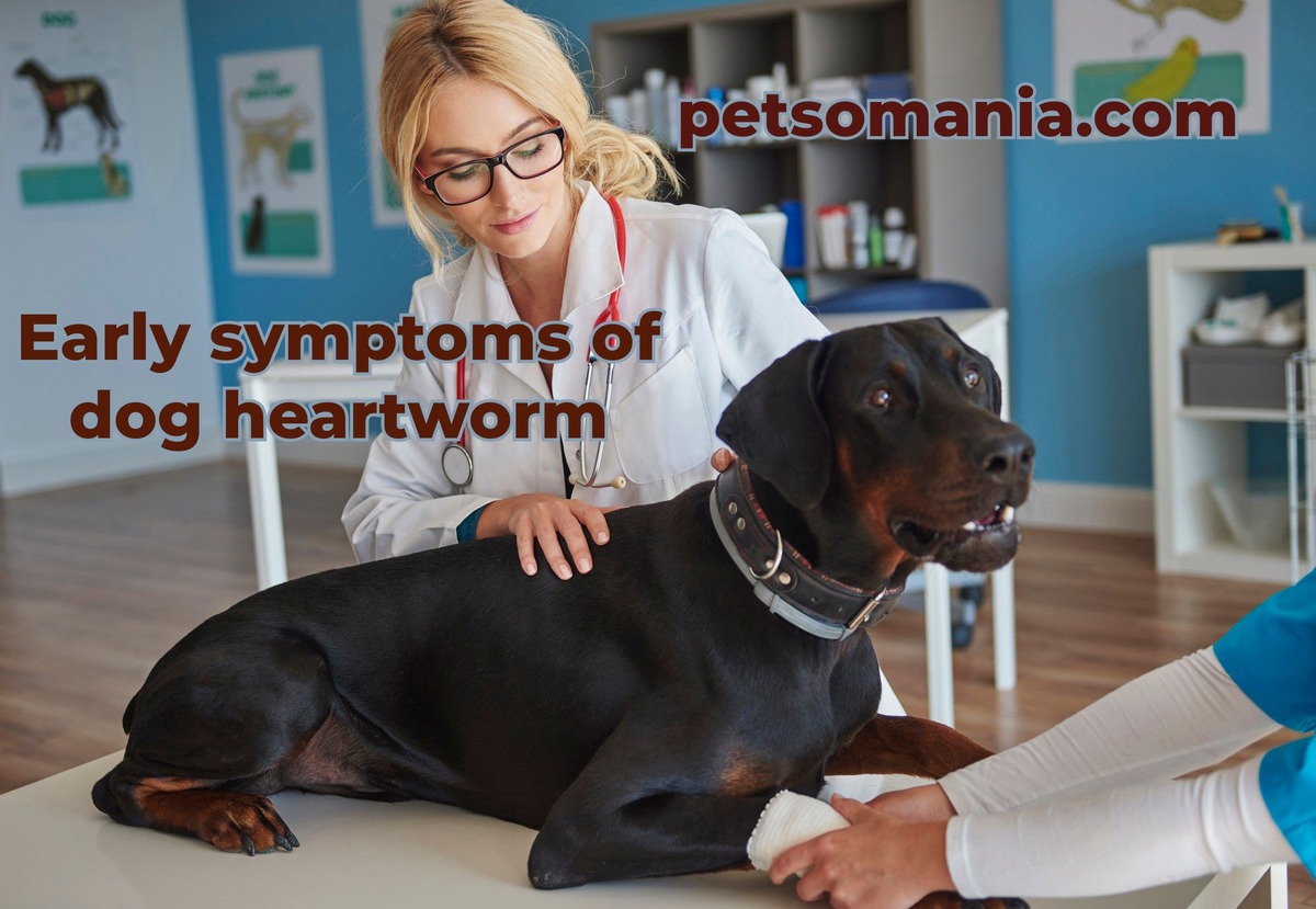 Early symptoms of dog heartworm