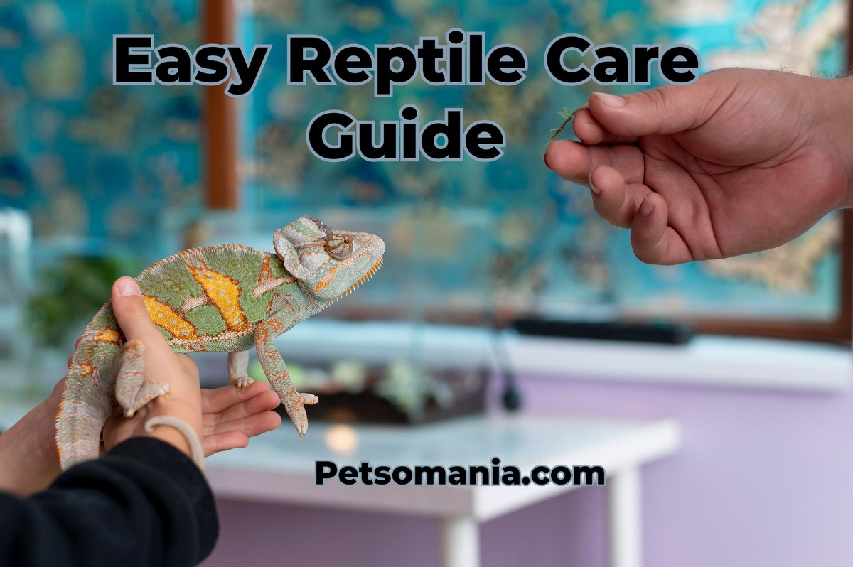 Easy Reptile Care Guide: Reptile Care for Beginners