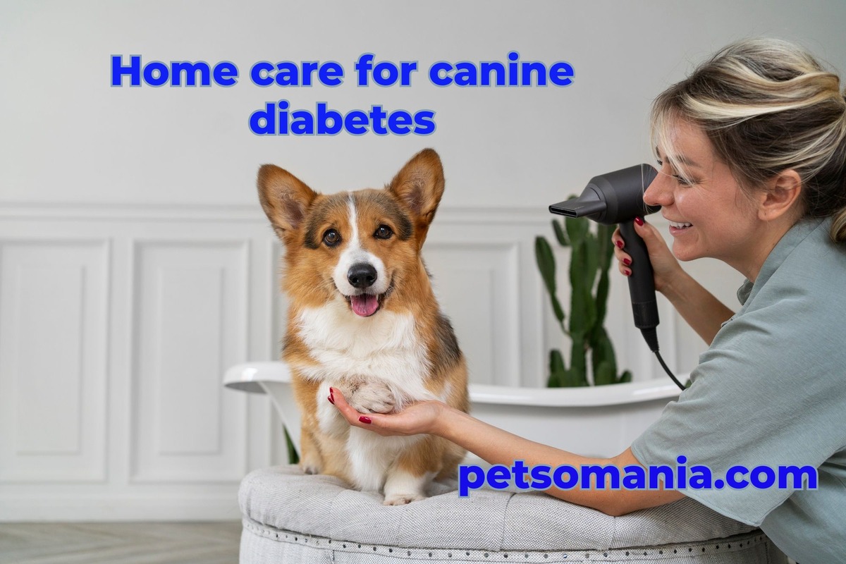 Home care for canine diabetes: diabetic pet veterinary