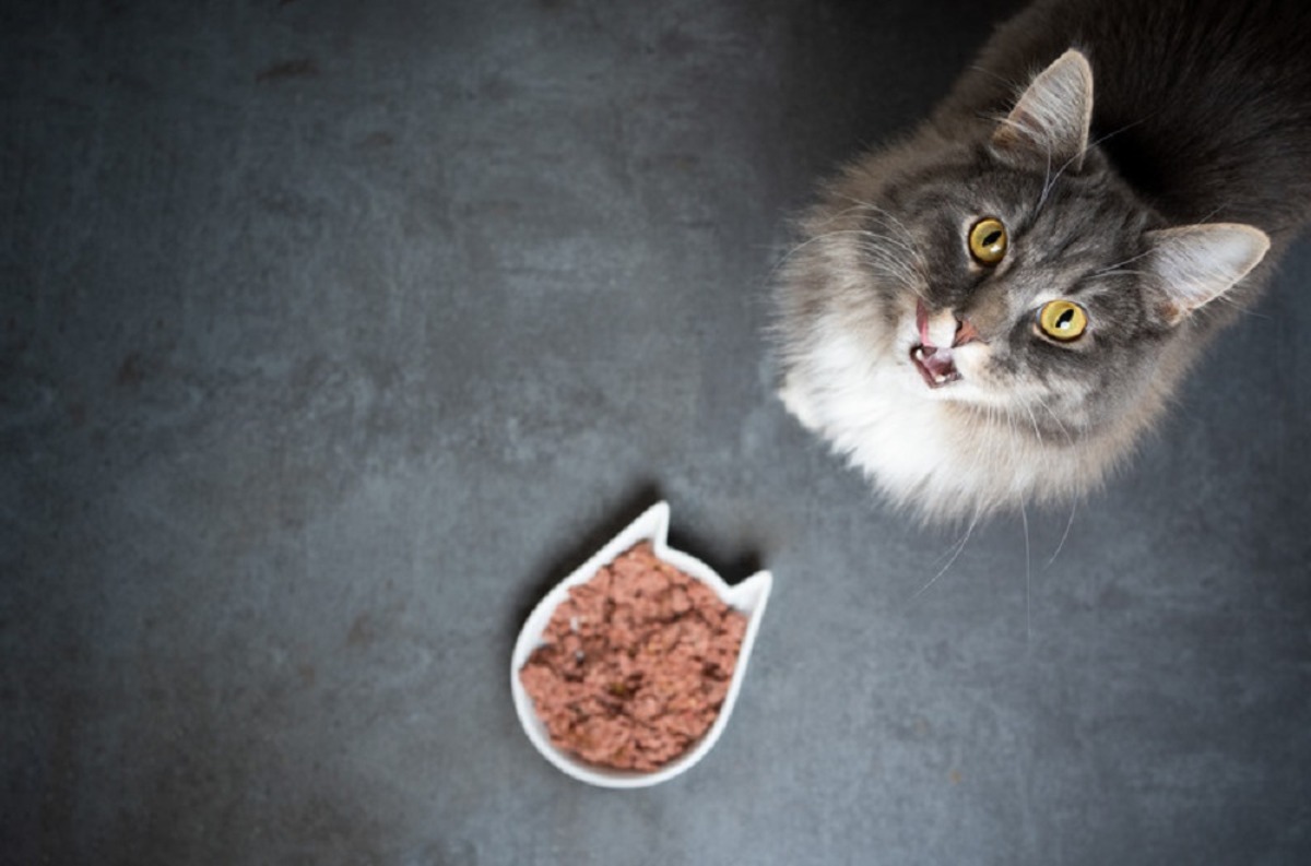 Homemade Cat Food Recipe for Sensitive Stomach