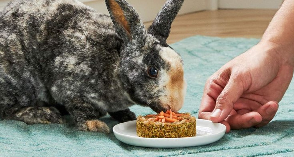 Homemade Rabbit Food for a Healthy Diet: Feed Rabbits Pellet