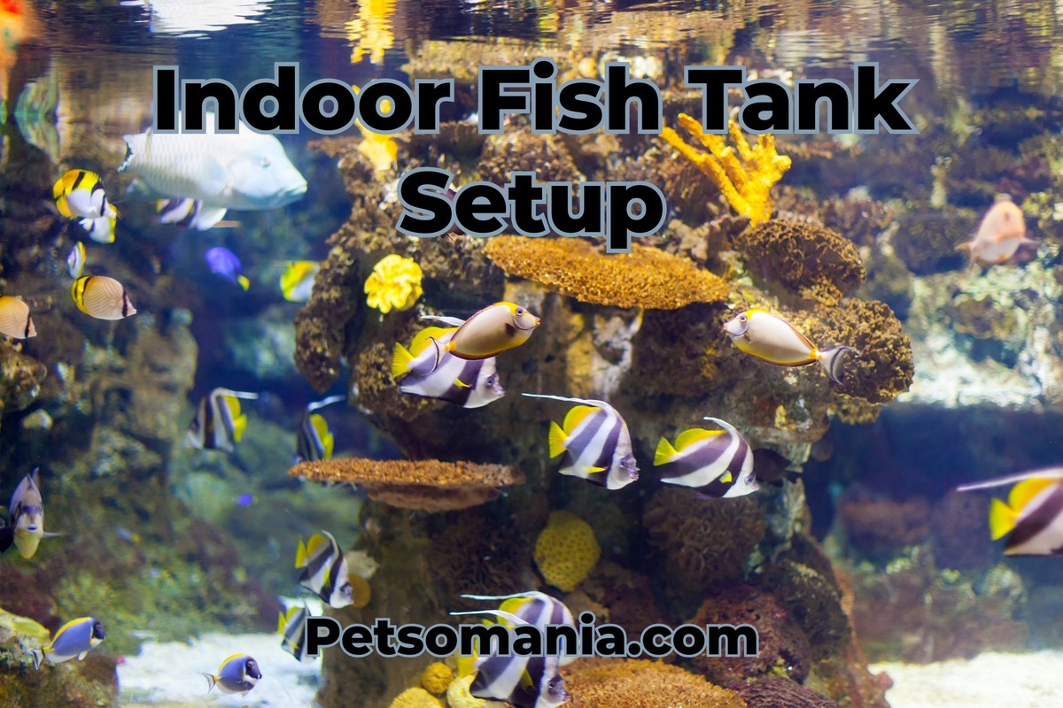 Indoor Fish Tank Setup