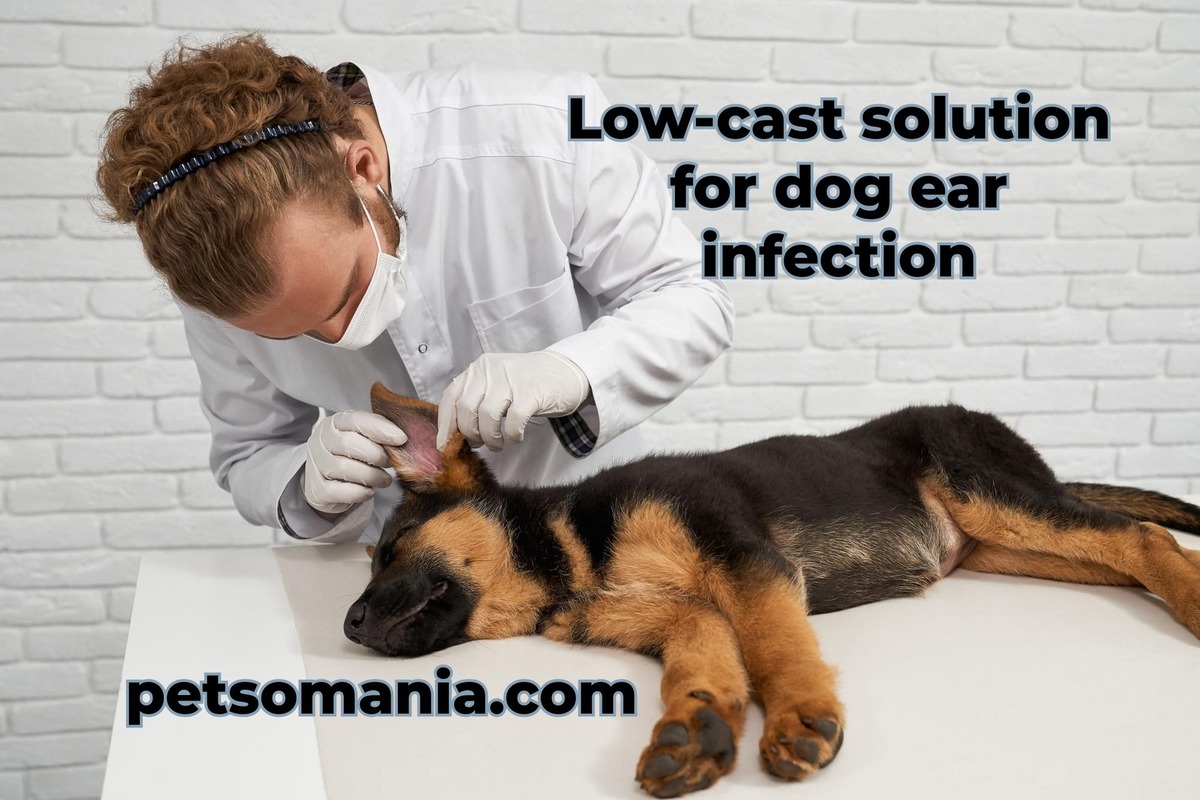 Low-cast solution for dog ear infection: dog ear cleaner ear care vet