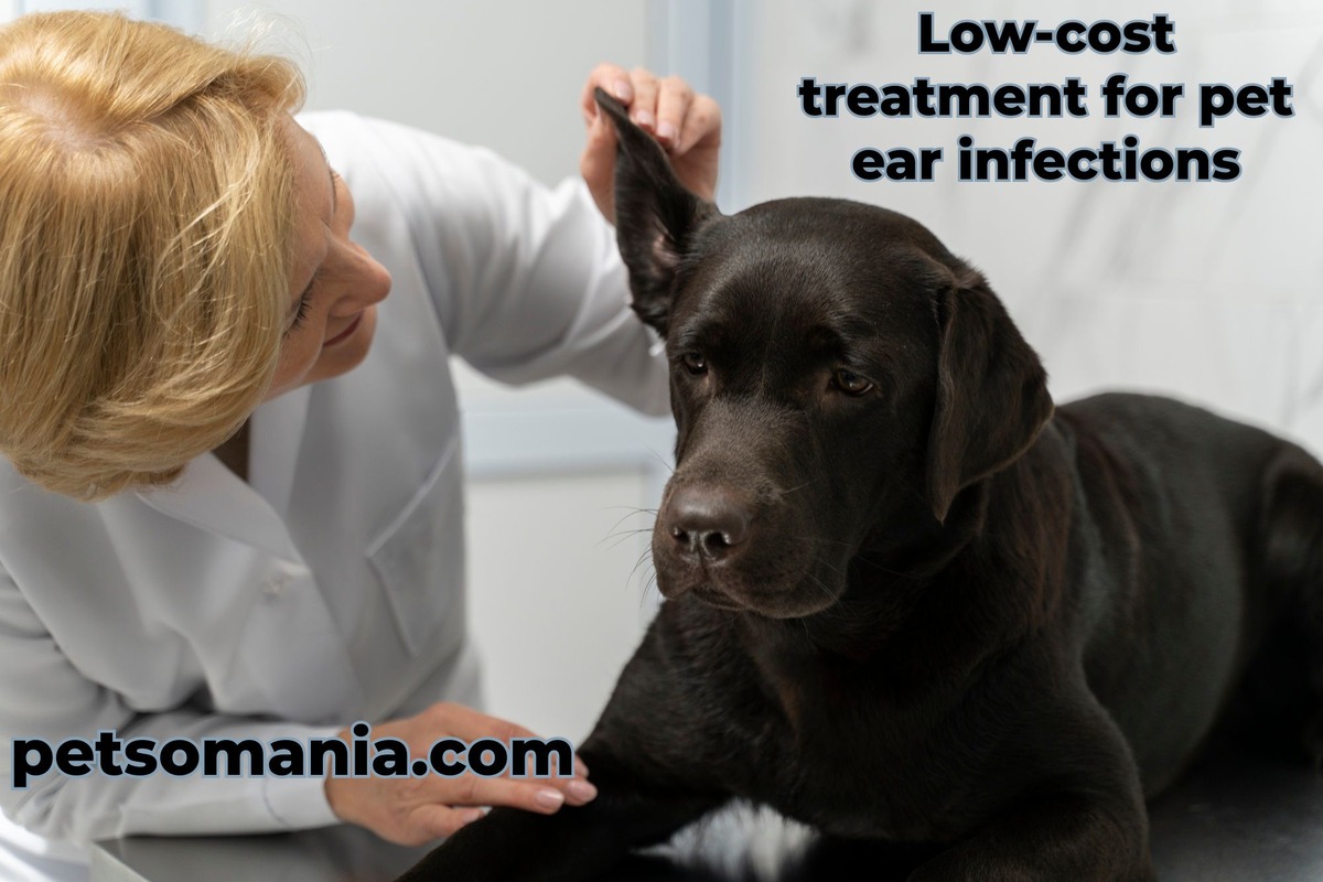 Low-cost treatment for pet ear infections: treat a dog ear infection vet ear infection in dogs pet care