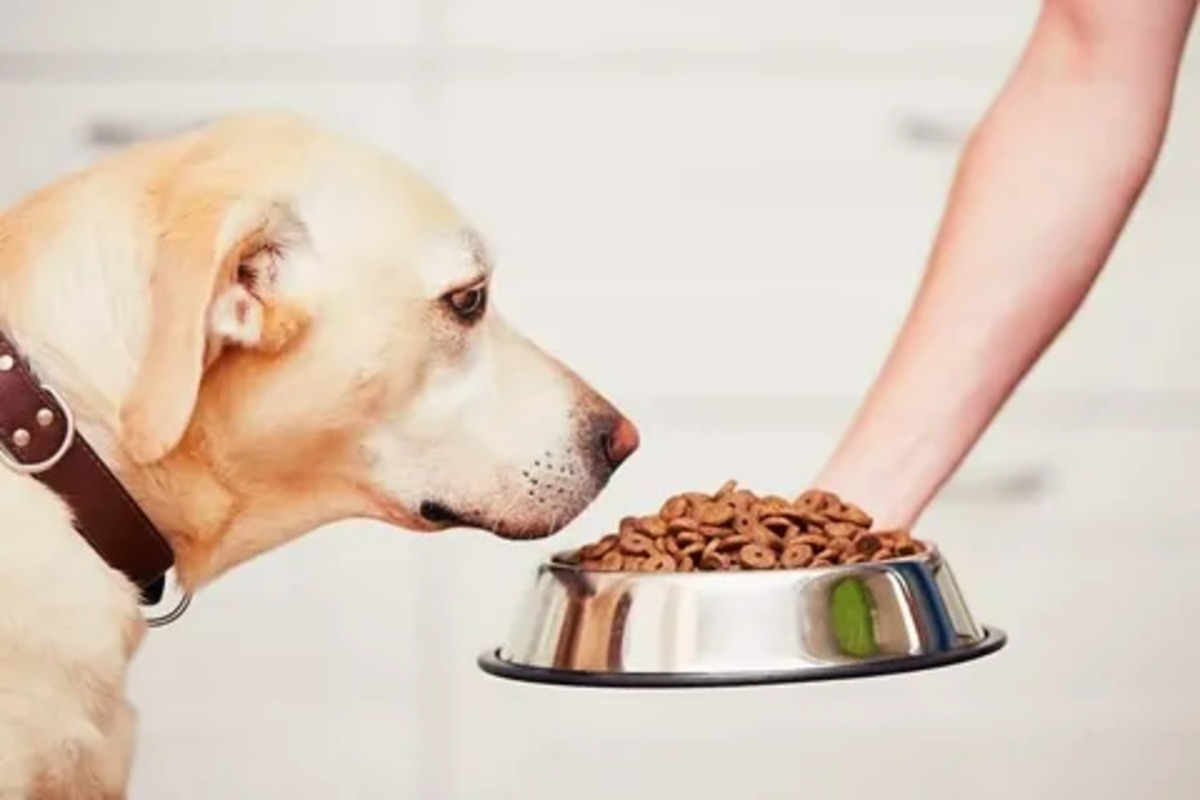 Low-fat Pet Food Options for Weight Management