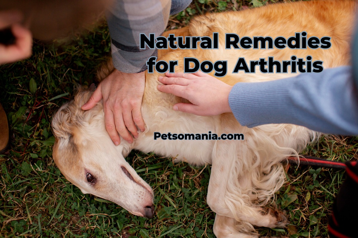 Natural Remedies for Dog Arthritis: Home Remedies for Arthritis