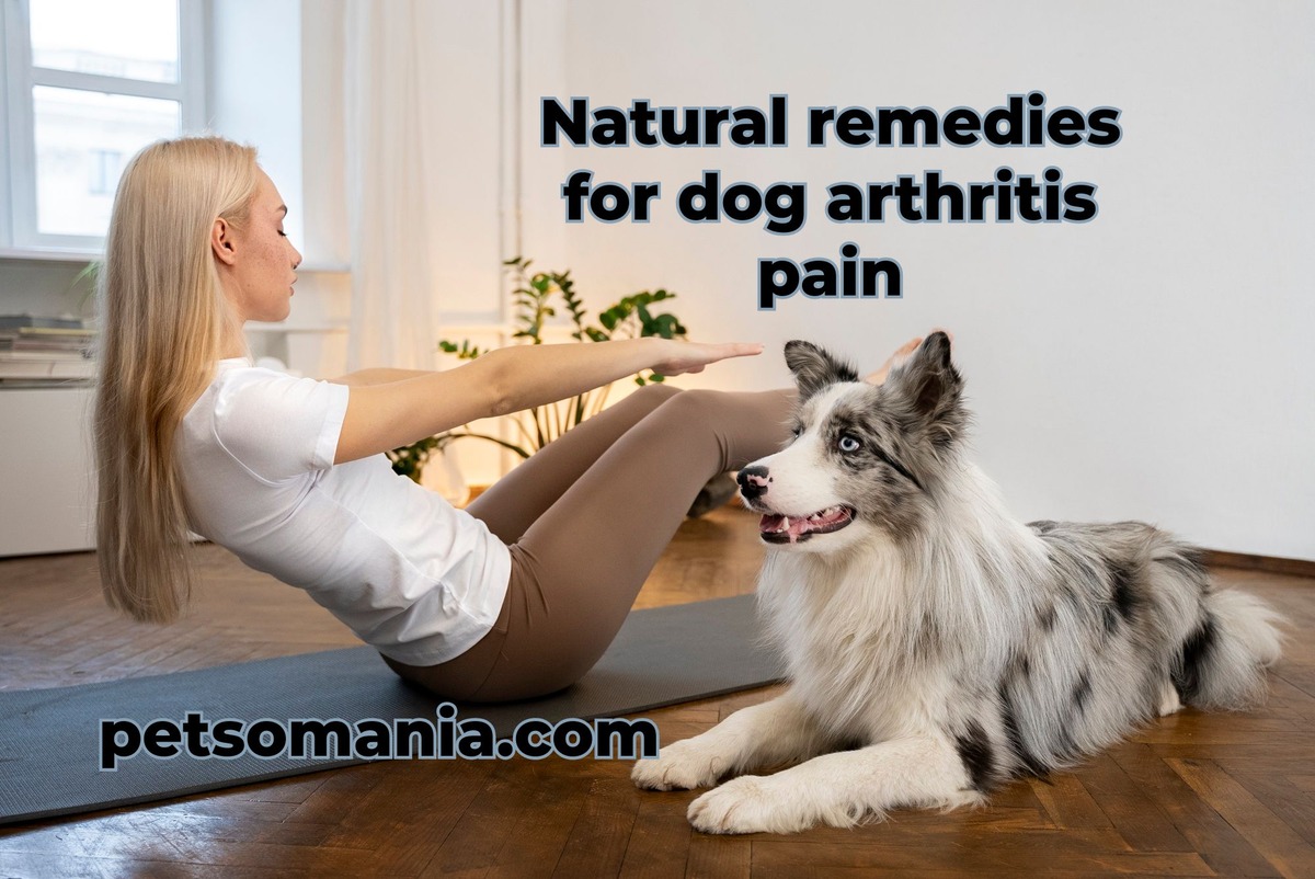 Natural remedies for dog arthritis pain: home remedies joint pain relief