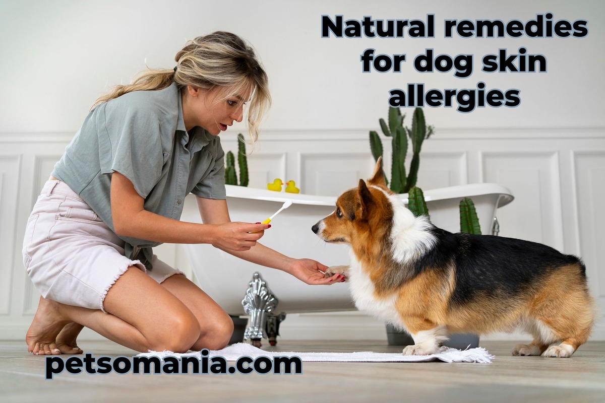 Natural remedies for dog skin allergies: home remedies for dog itchy