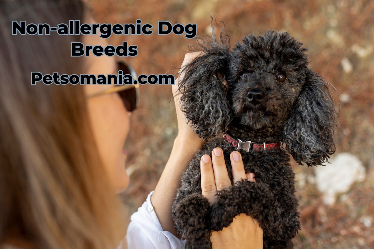 Non-allergenic dog breeds: Hypoallergenic dog breeds for People