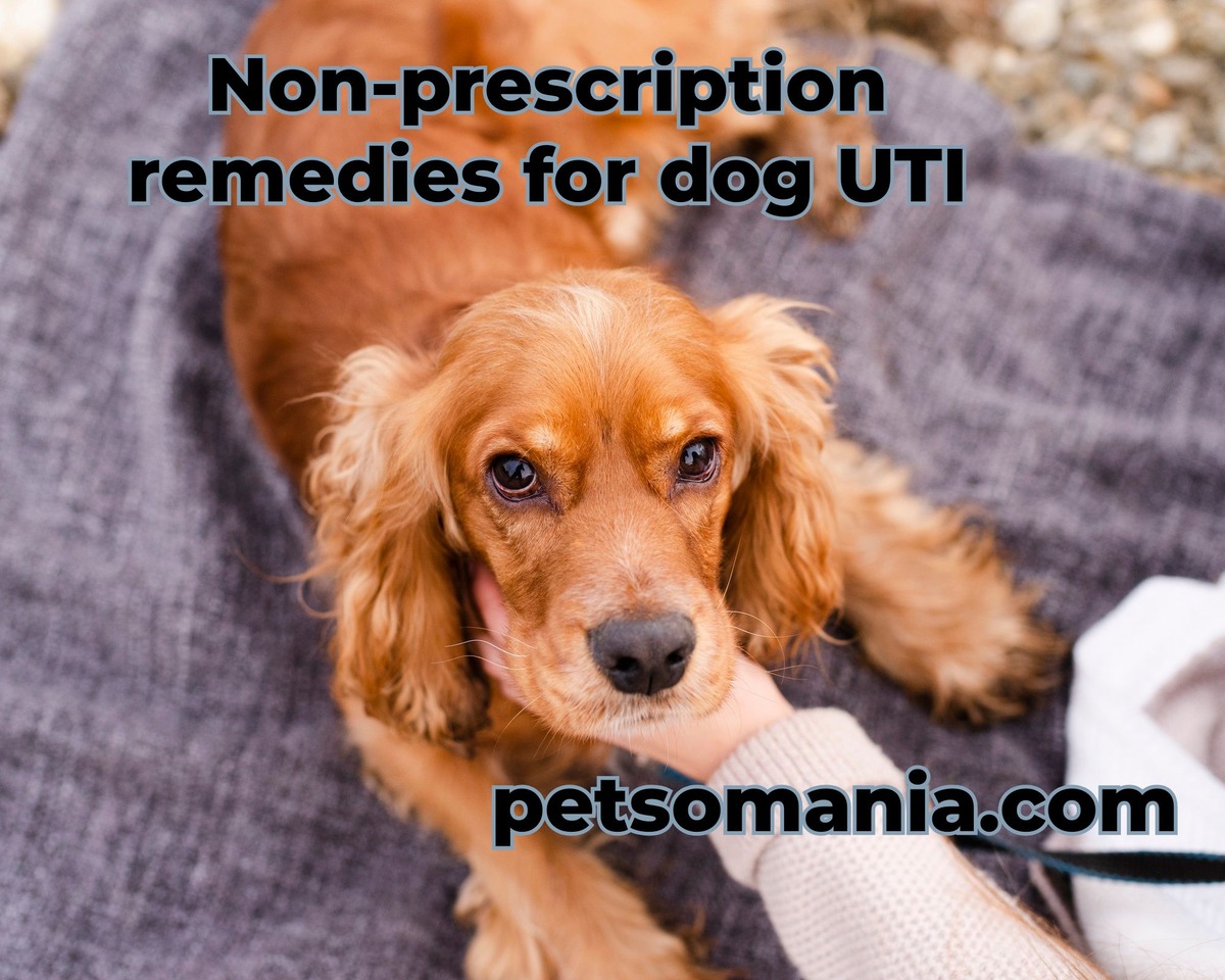 Non-prescription remedies for dog UTI