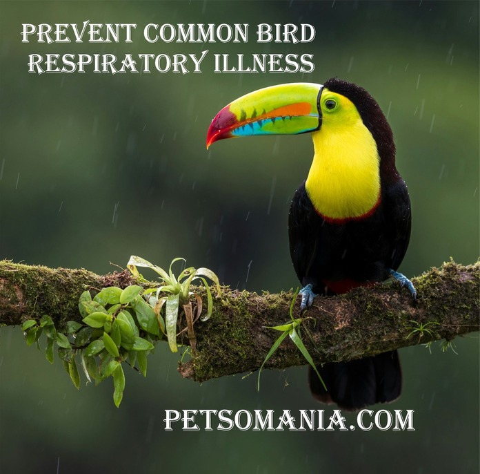Prevent common bird respiratory illness: avian respiratory infection