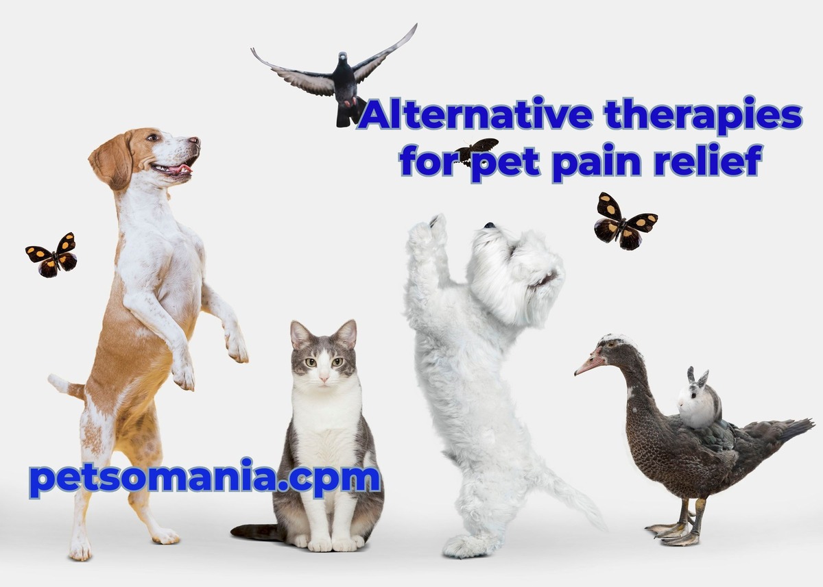 Alternative therapies for pet pain relief: home remedies and natural pain relief for dogs
