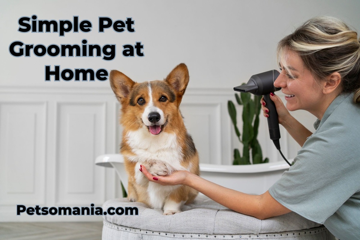 Simple Pet Grooming at Home: Essential Tips for Dog Owners